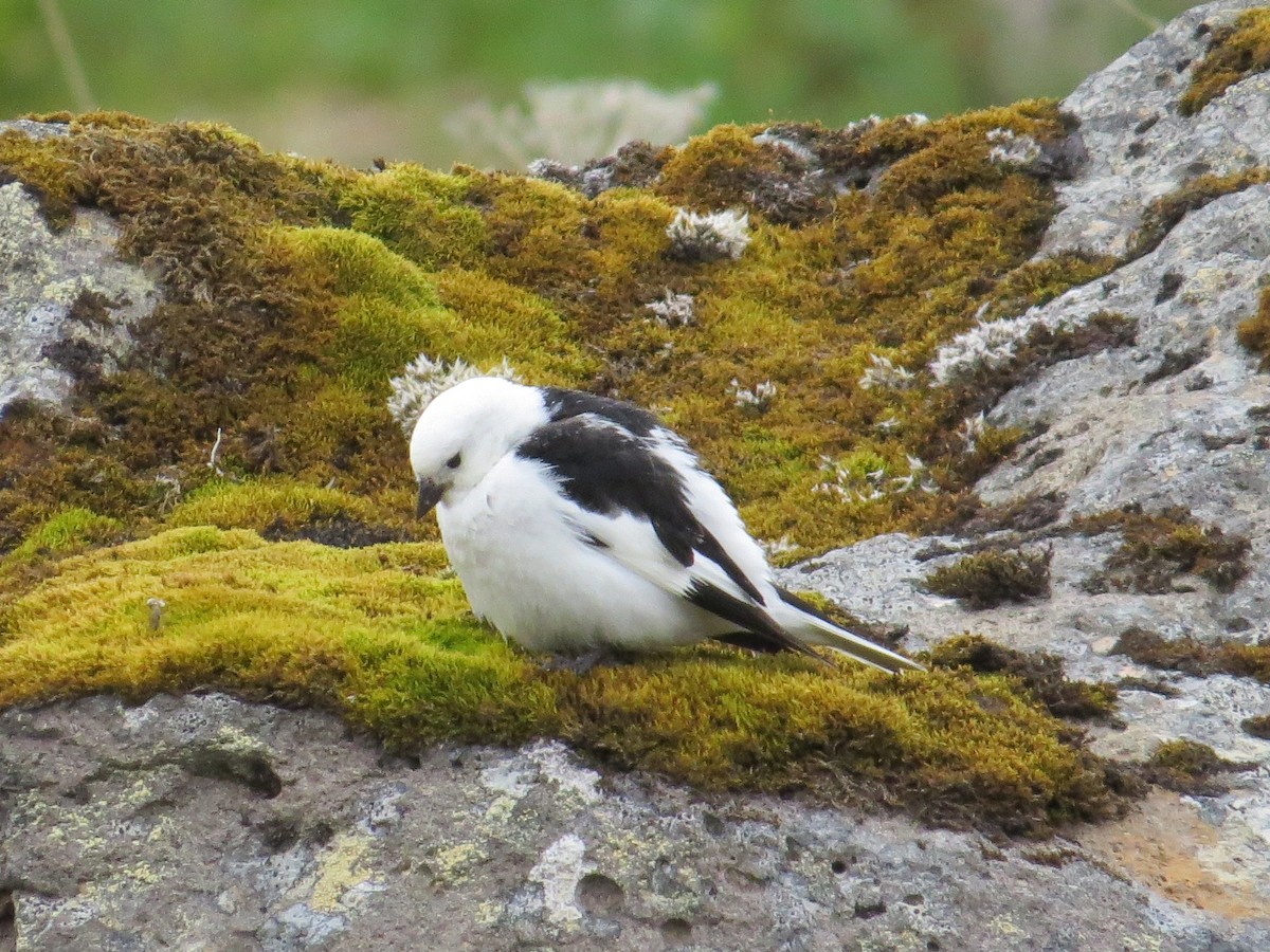 Snow Bunting - Wayne Weber