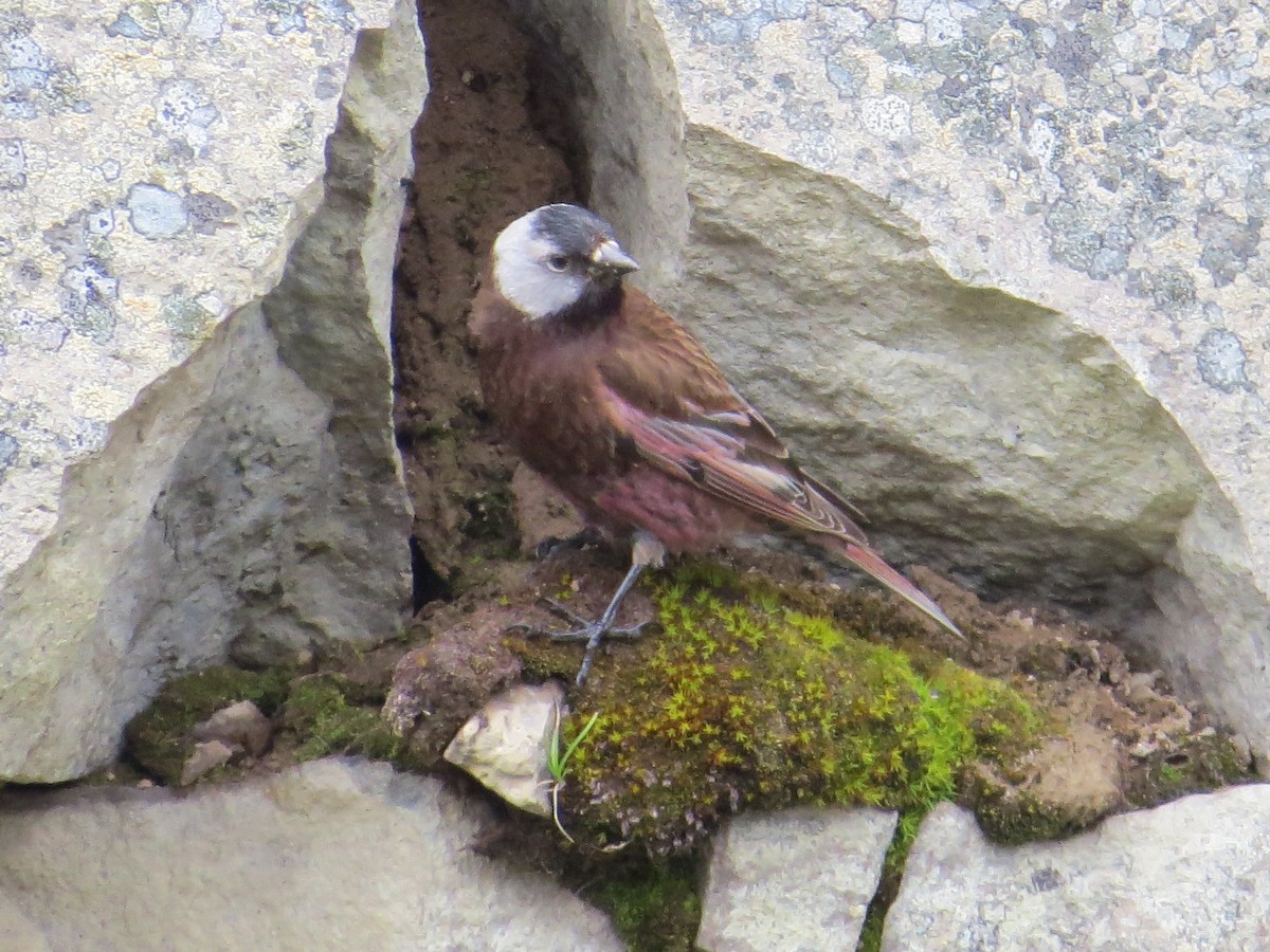 Gray-crowned Rosy-Finch - ML182401821