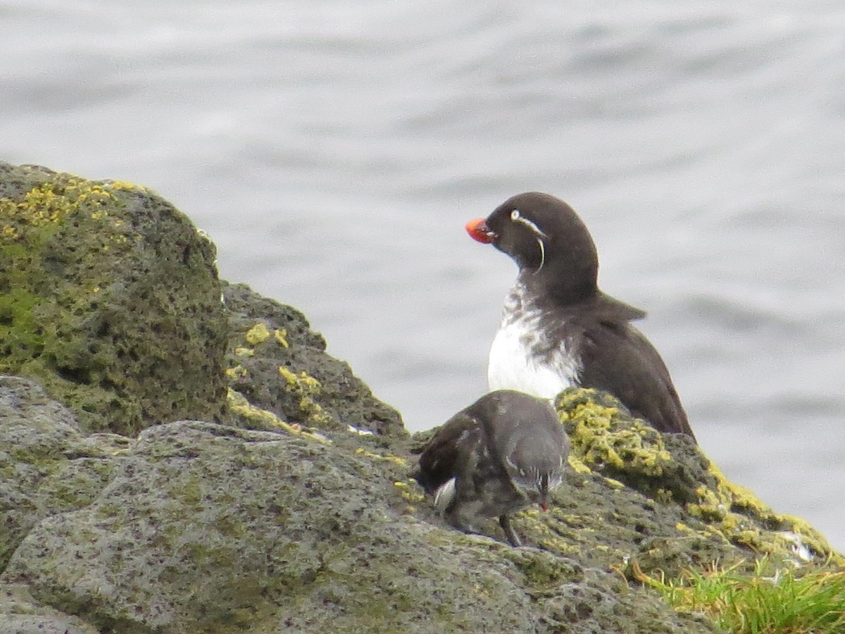 Parakeet Auklet - ML182402101