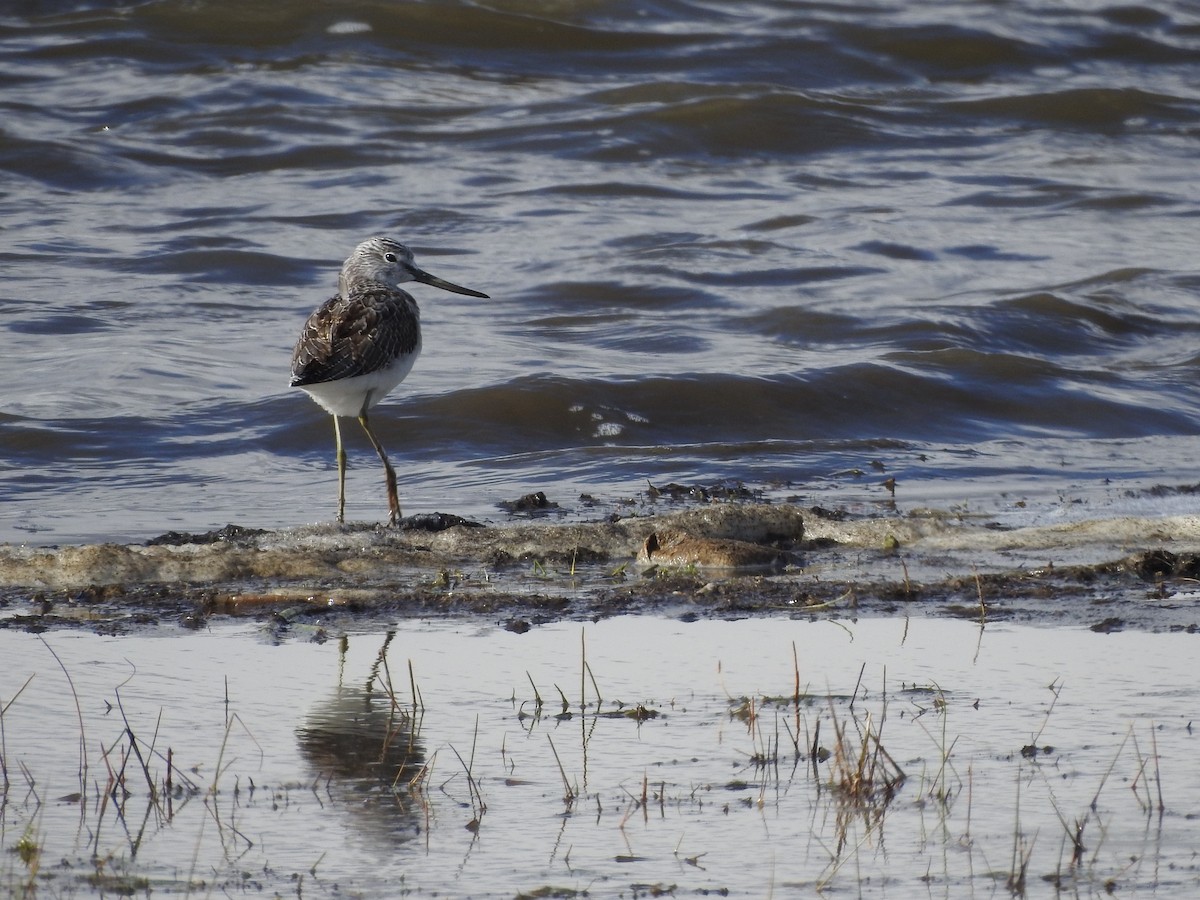 Common Greenshank - ML182402501