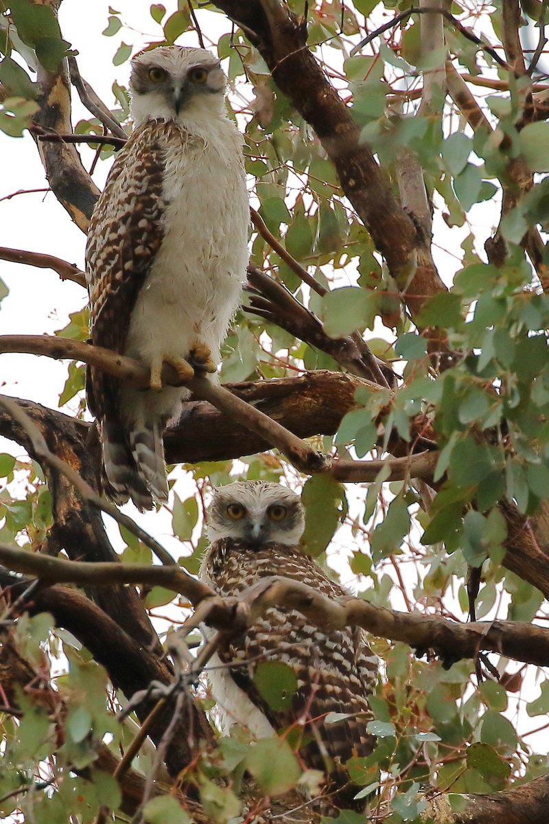 Powerful Owl - Scott Eaton