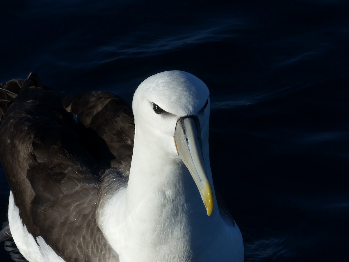 White-capped Albatross - ML182403591