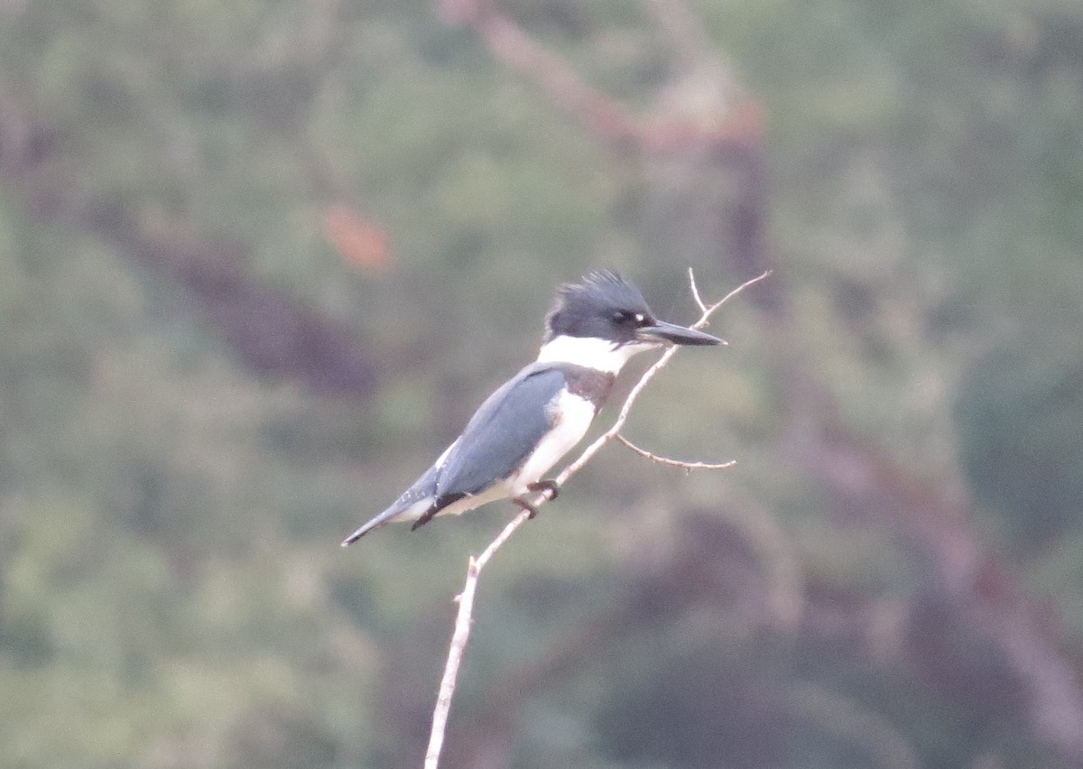 Belted Kingfisher - ML182403751
