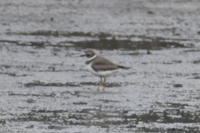 Semipalmated Plover - ML182405991