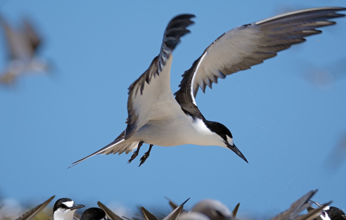 Sooty Tern - Nik Mulconray