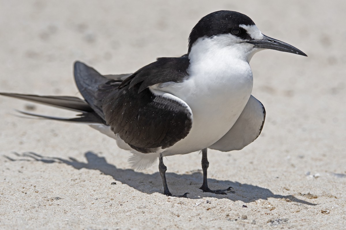 Sooty Tern - Nik Mulconray