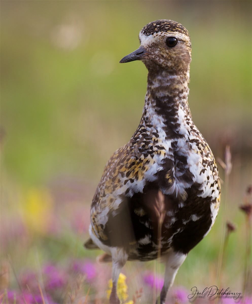 European Golden-Plover - ML182408441