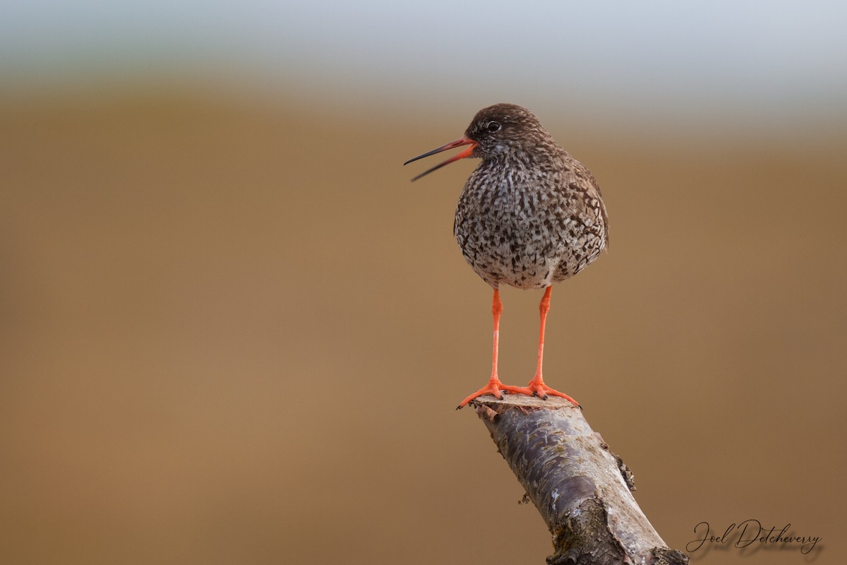 Common Redshank - Detcheverry Joël