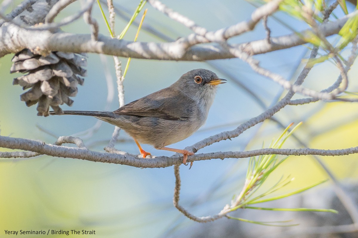 Balearic Warbler - ML182409851