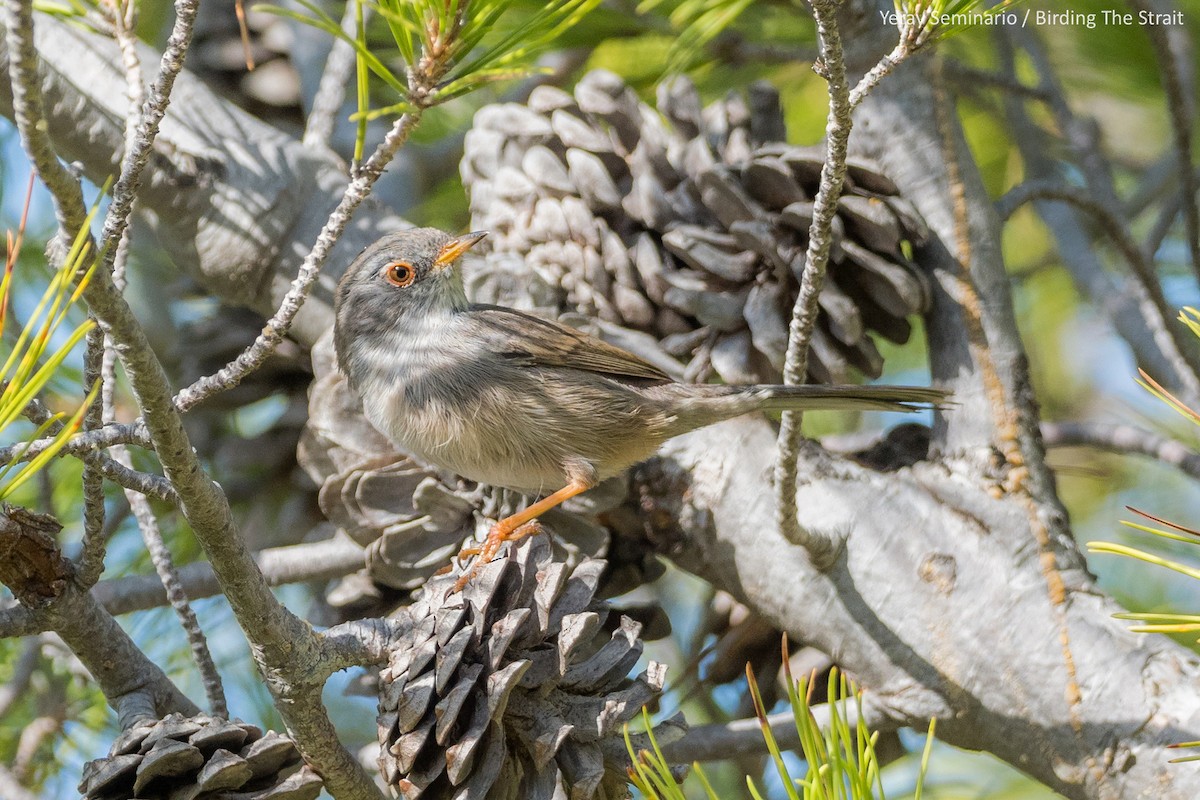 Balearic Warbler - ML182409861