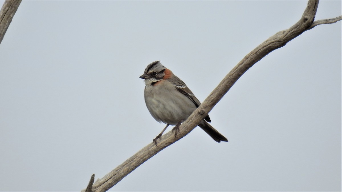 Rufous-collared Sparrow - ML182410191