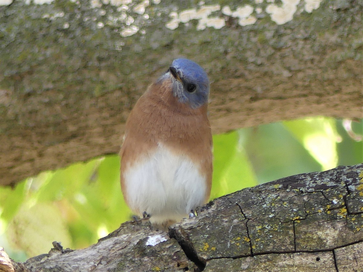 Eastern Bluebird - ML182411541