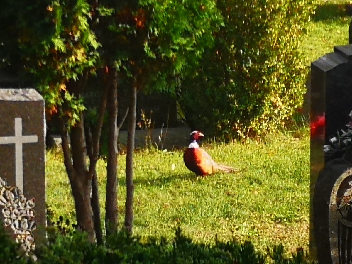 Ring-necked Pheasant - Gerald Morris