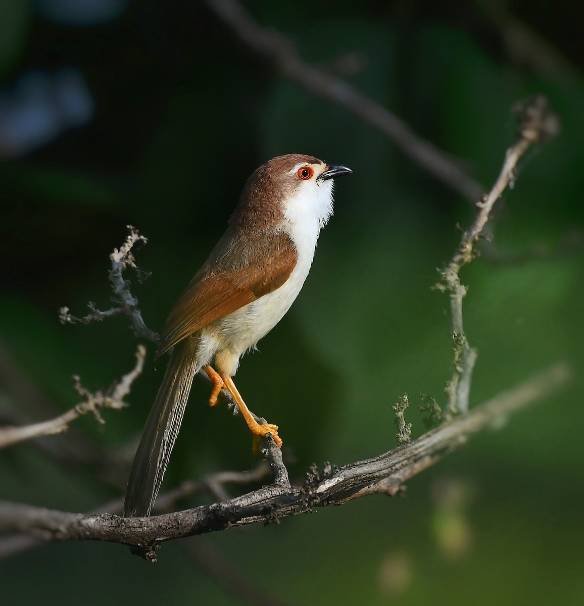 Yellow-eyed Babbler - ML182411751