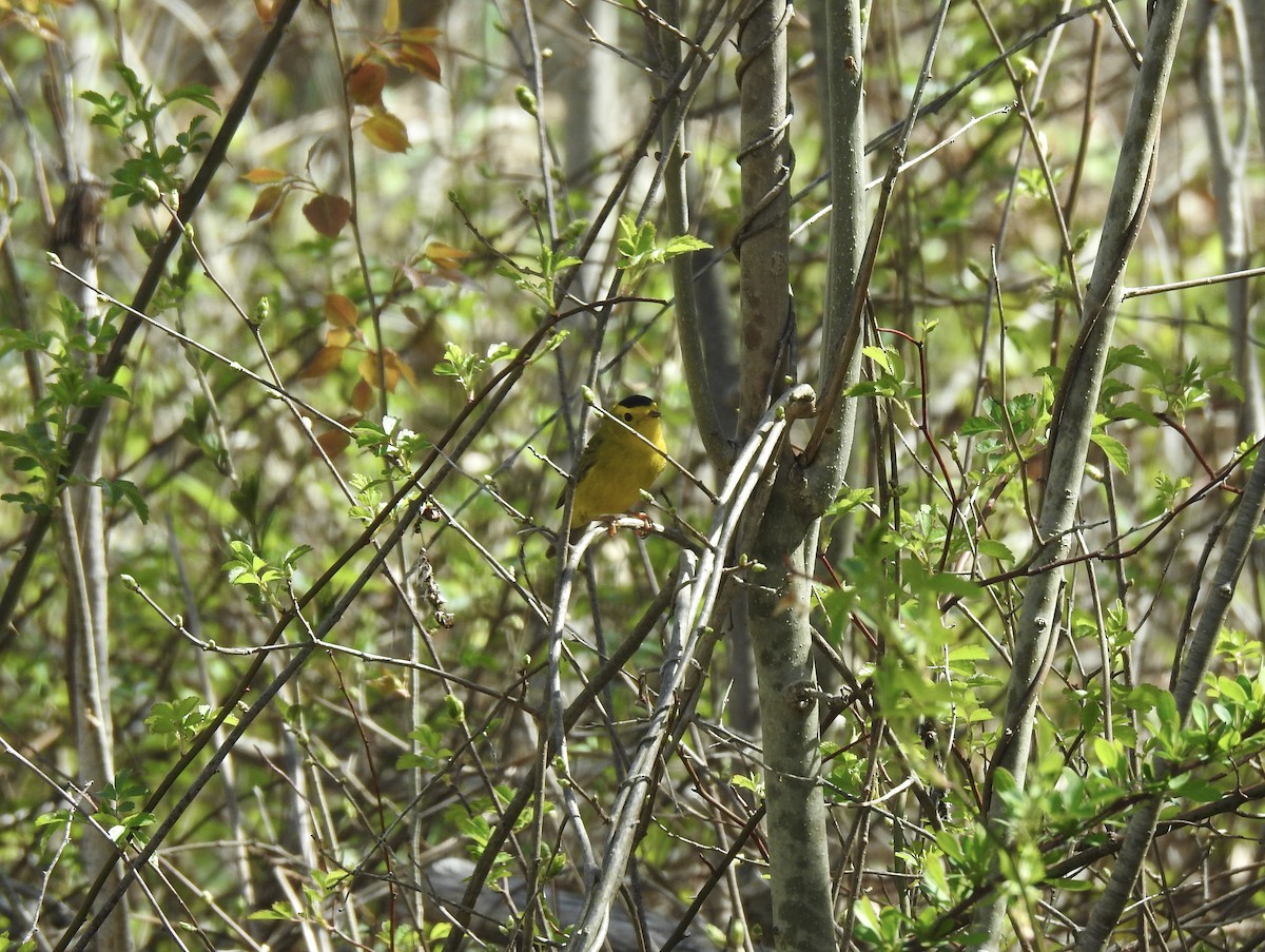 Wilson's Warbler - ML182414881