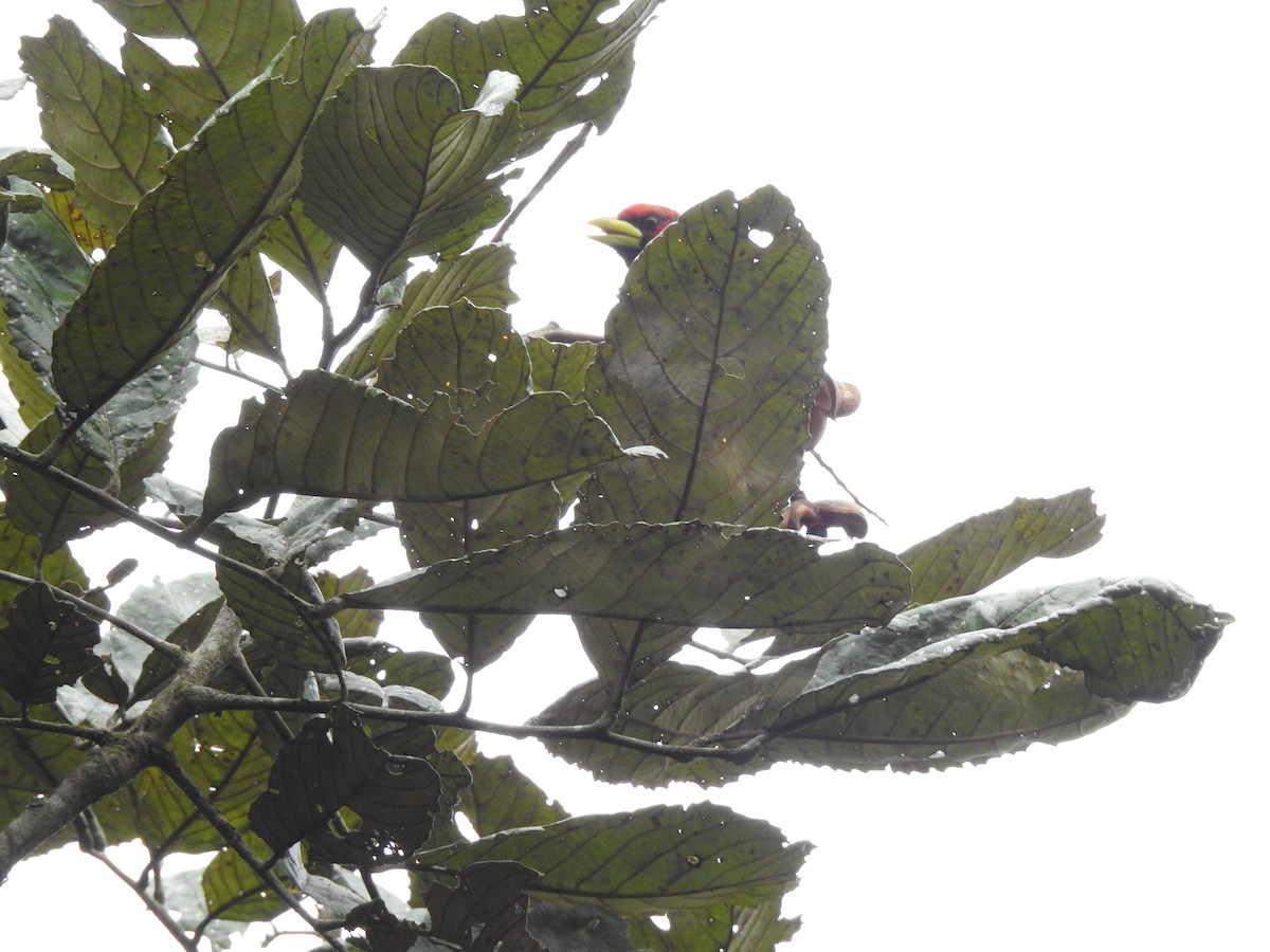 Red-headed Barbet - ML182415931