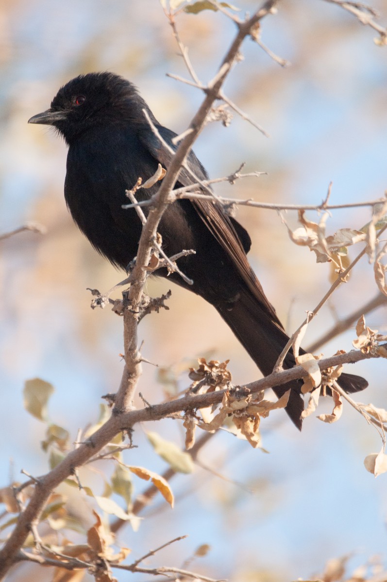 Fork-tailed Drongo - ML182416731