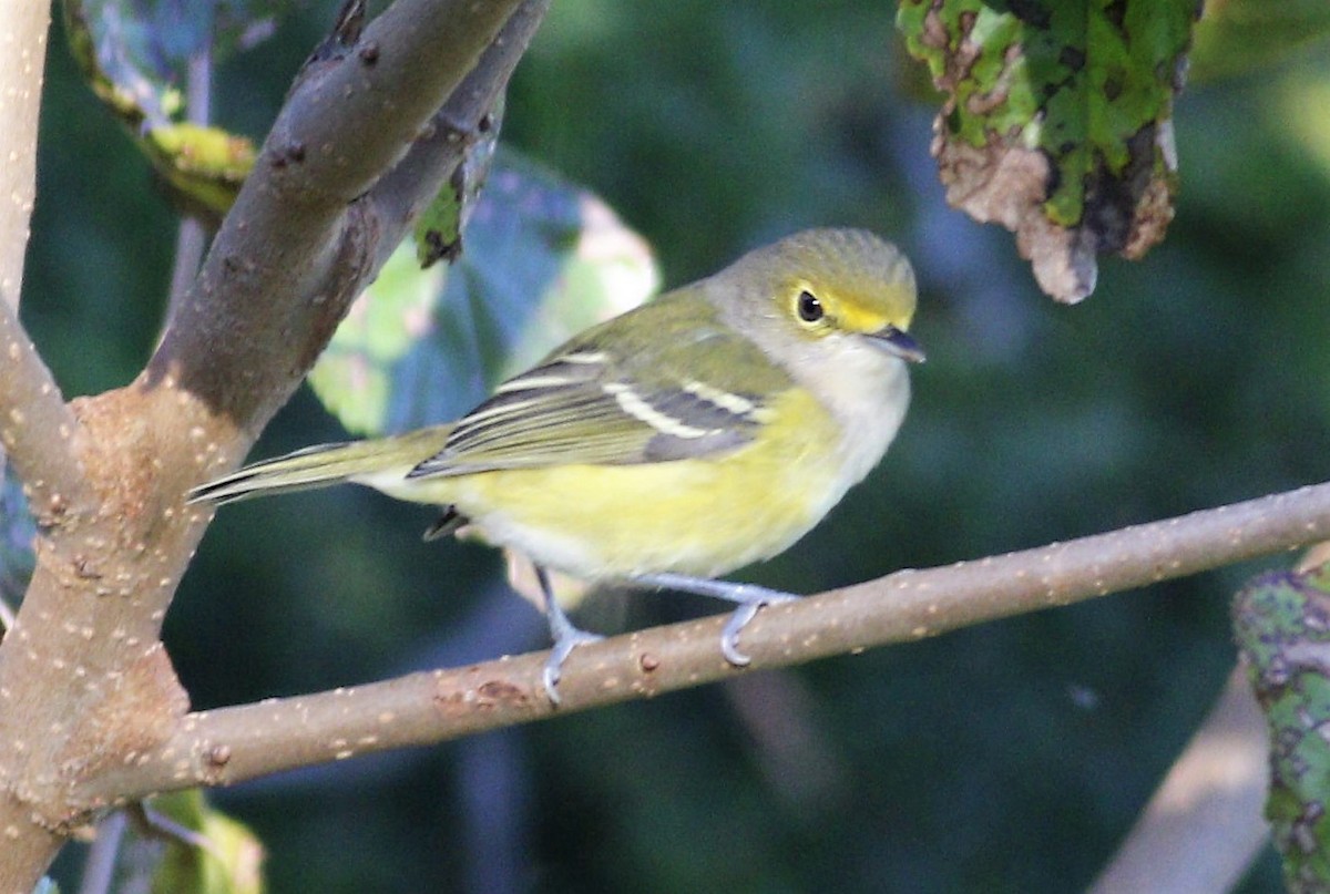 White-eyed Vireo - ML182416871