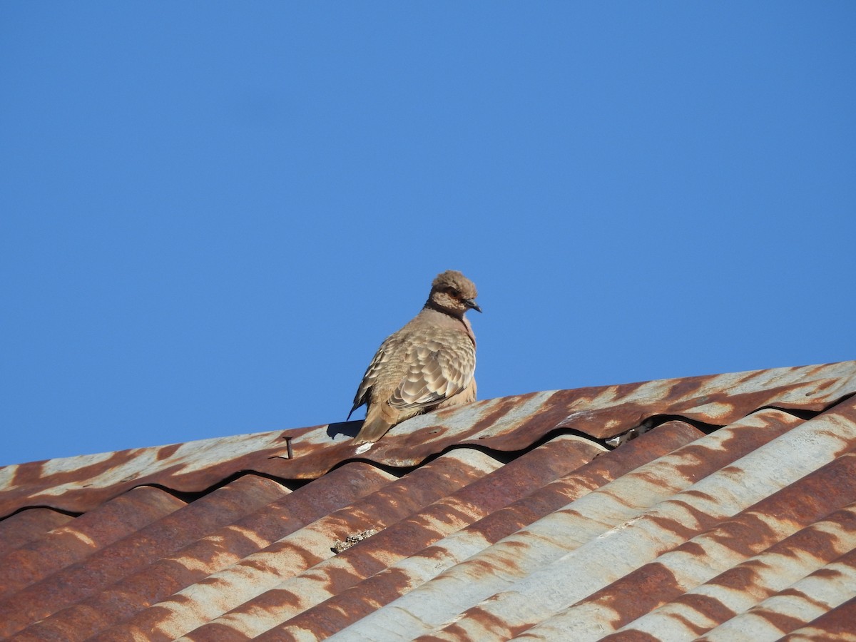 Bare-faced Ground Dove - ML182416881