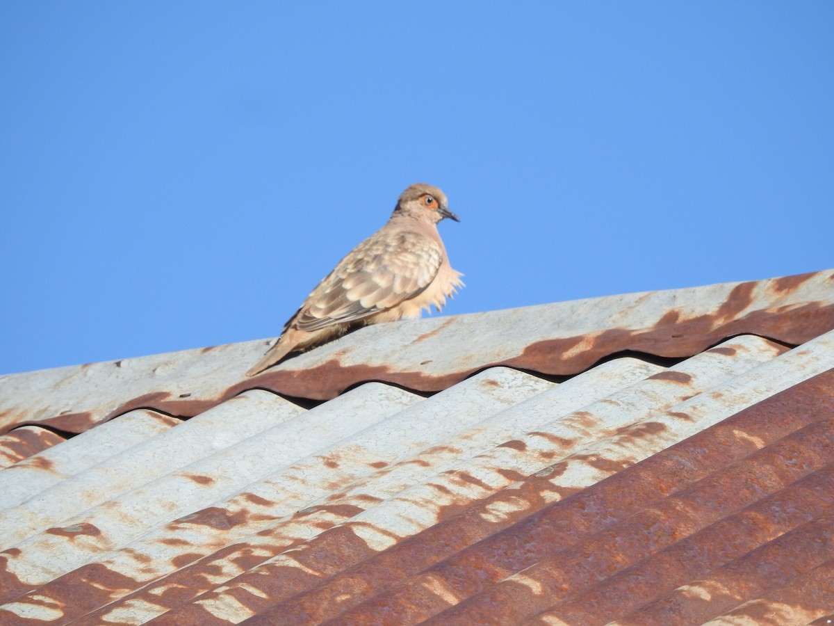 Bare-faced Ground Dove - ML182416891