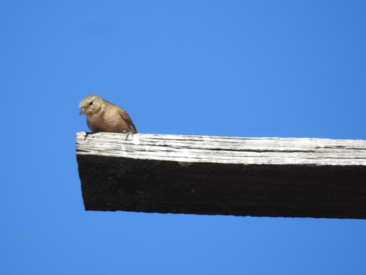 Southern House Wren - ML182416911