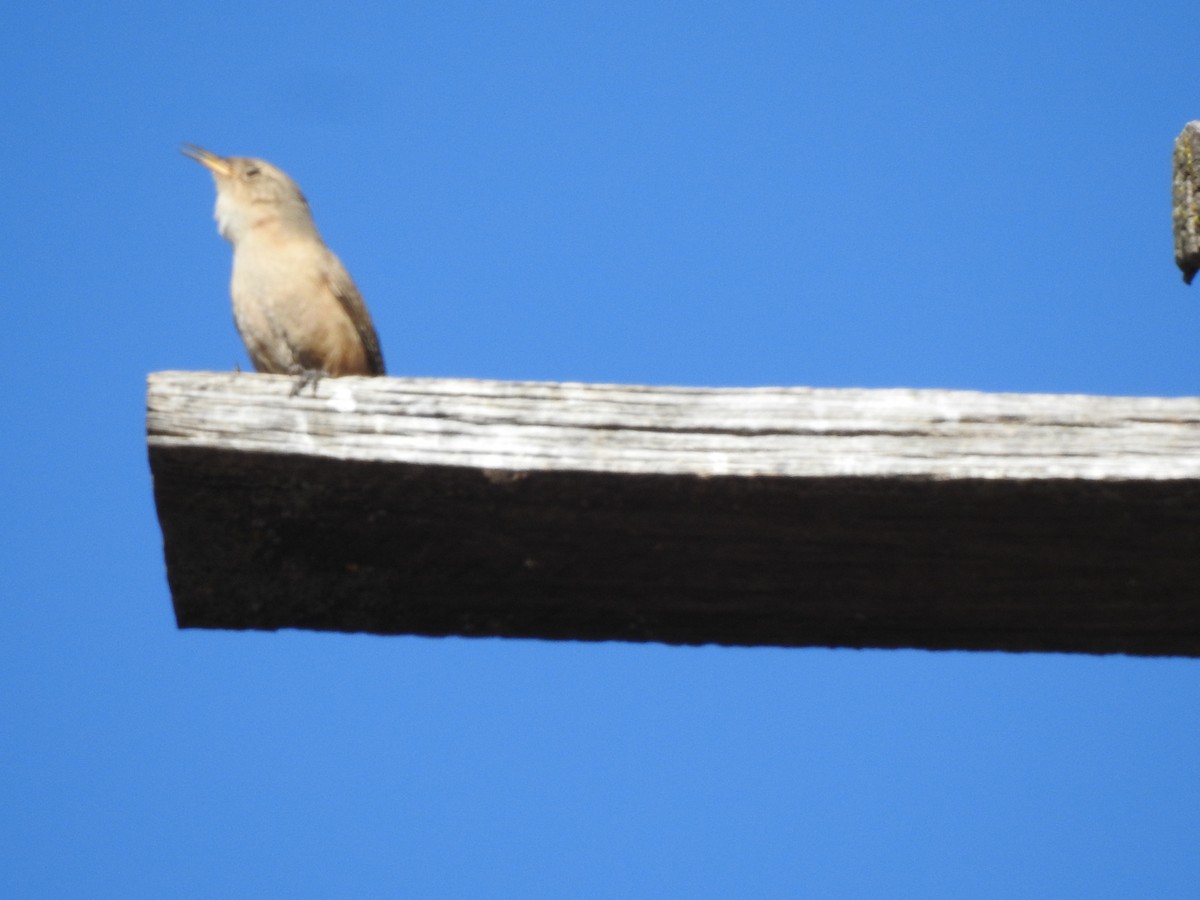 Southern House Wren - ML182416921