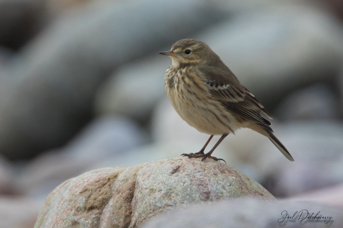 American Pipit - Detcheverry Joël