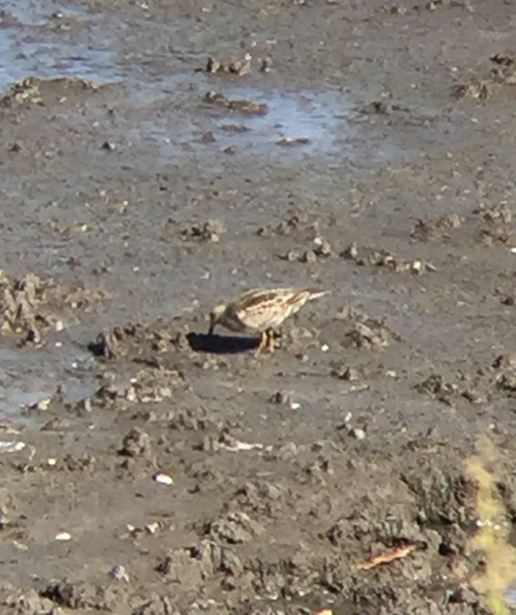 Çizgili Kumkuşu - ML182420841