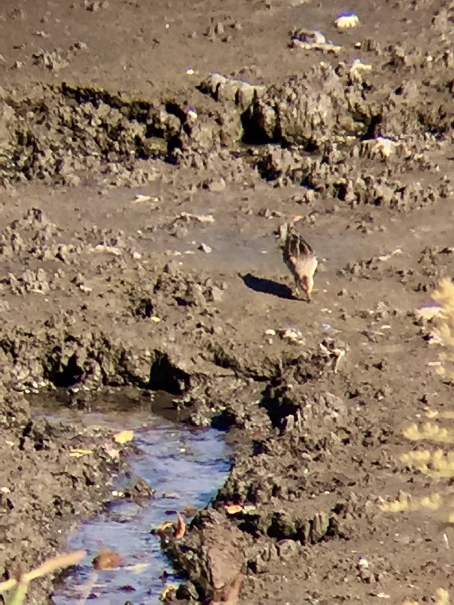 Çizgili Kumkuşu - ML182420851