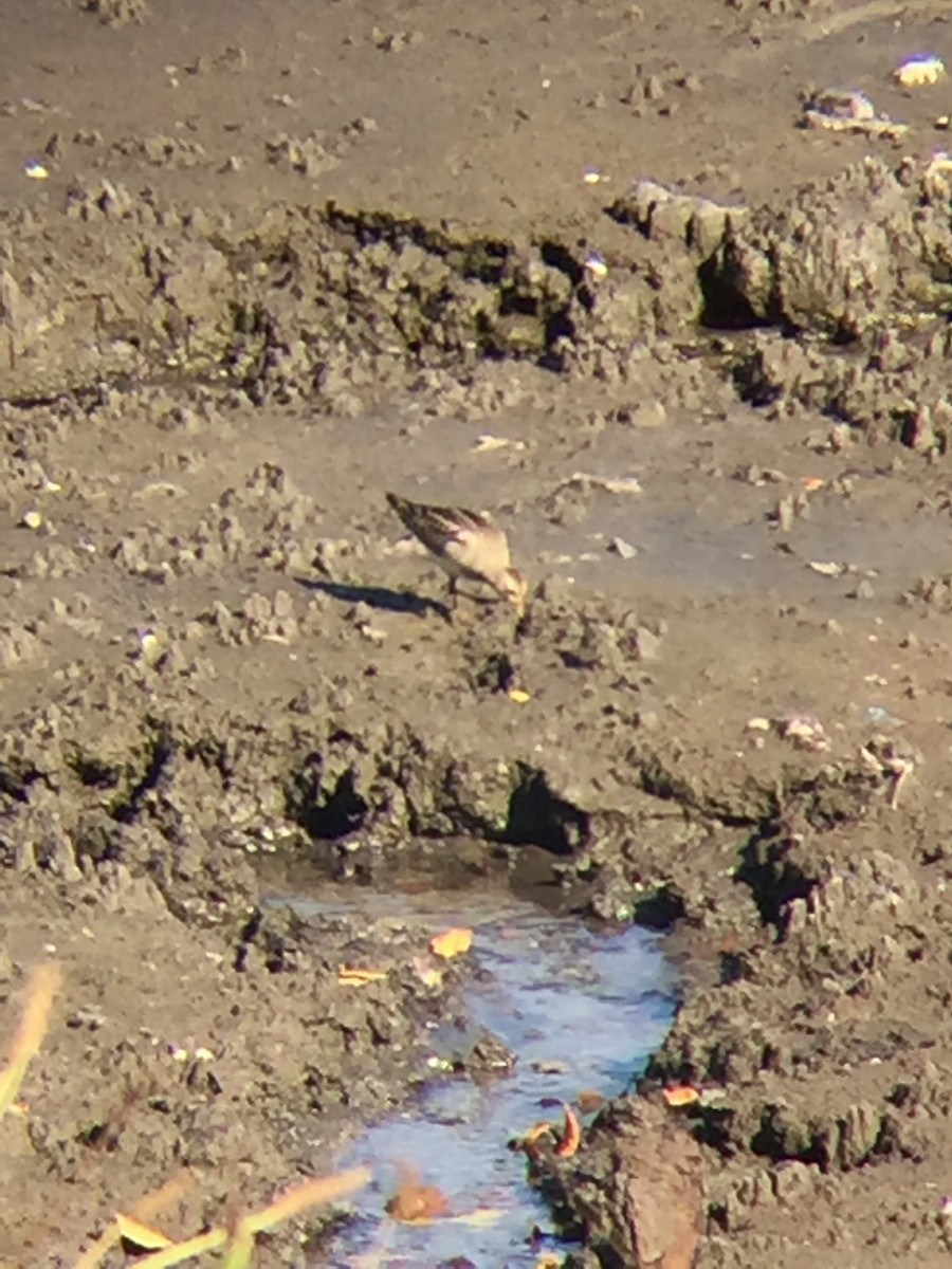 Çizgili Kumkuşu - ML182420861