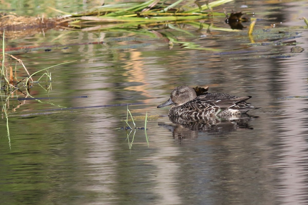 Green-winged Teal - Margaret Viens