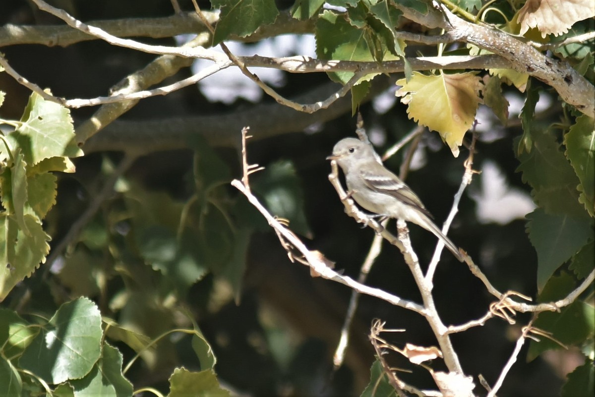 Gray Flycatcher - Bruce Mast