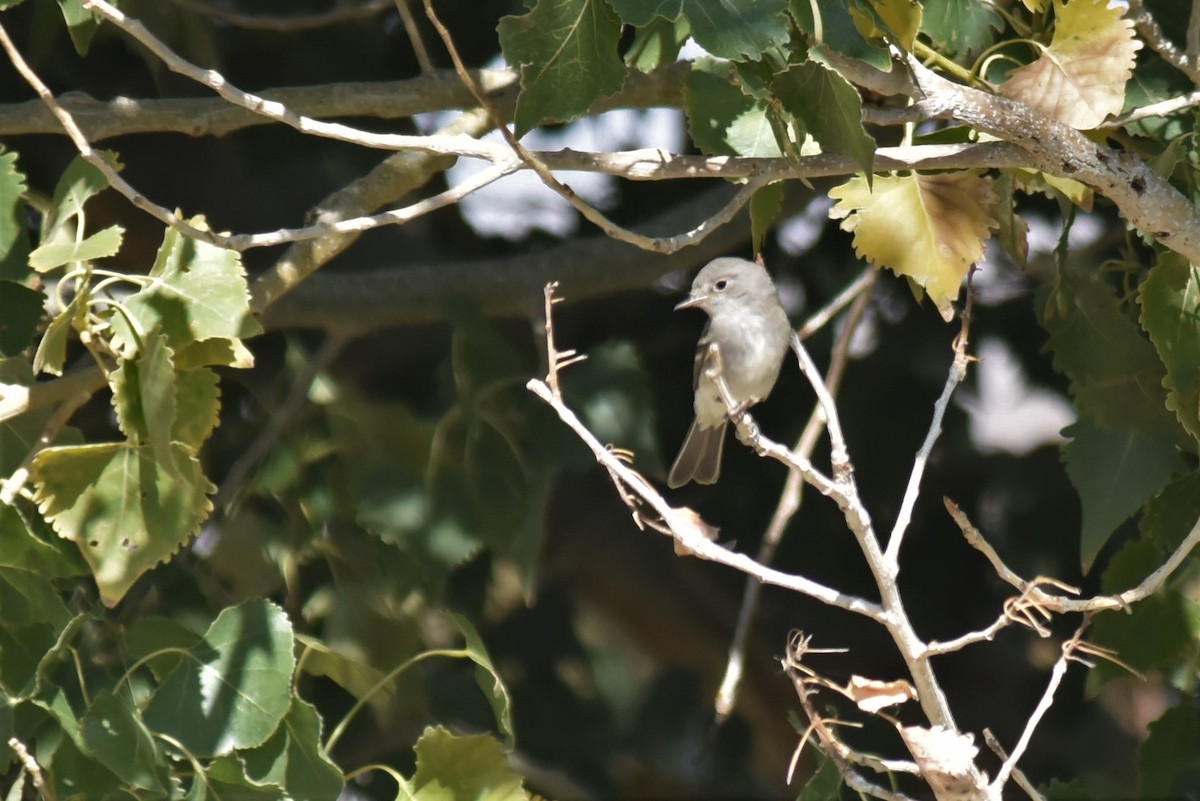 Gray Flycatcher - Bruce Mast