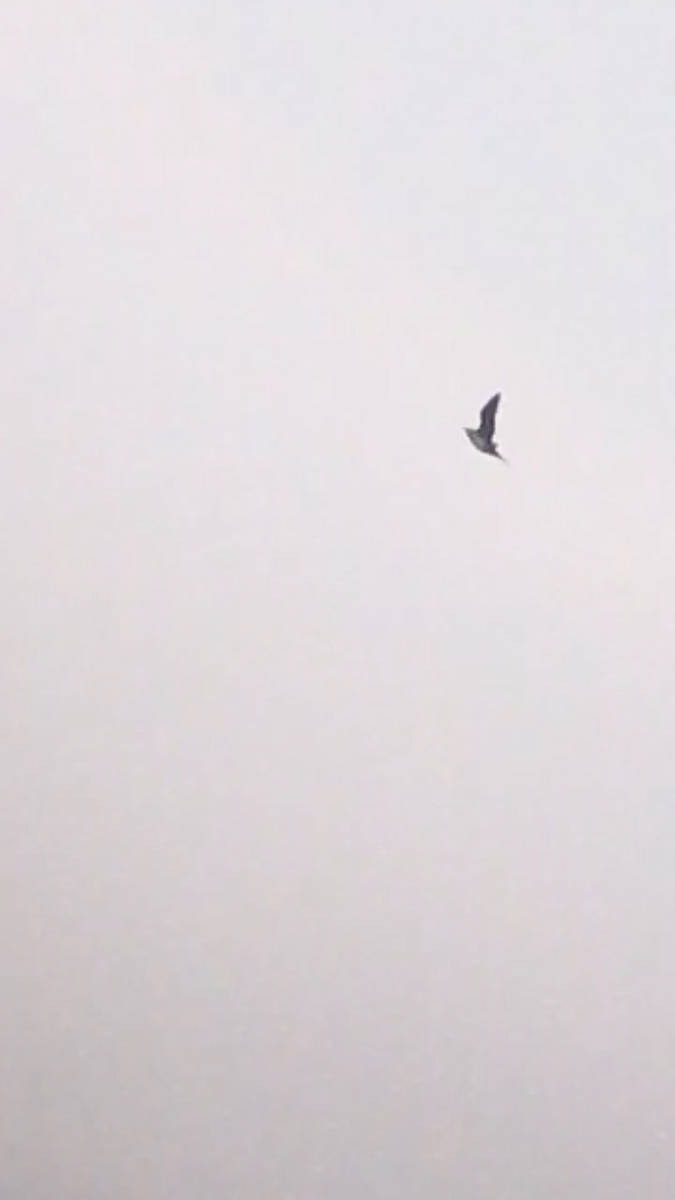 Годон хайлгана - ML182426791