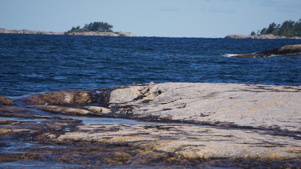 Bécasseau sanderling - ML182428101