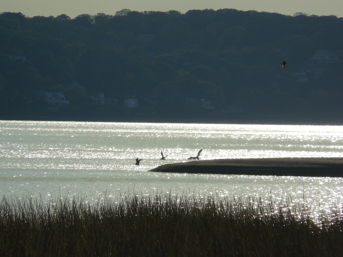 Double-crested Cormorant - ML182428431