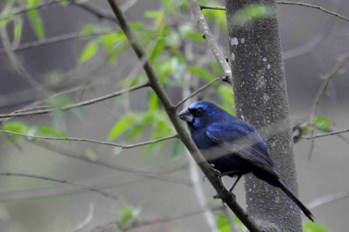 Ultramarine Grosbeak - ML182429051