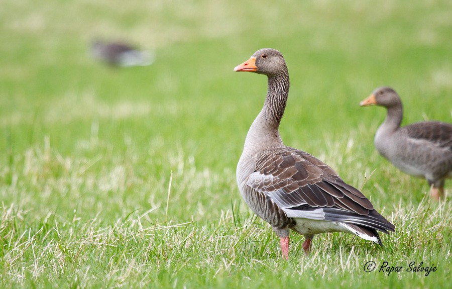 Graylag Goose - ML182429361