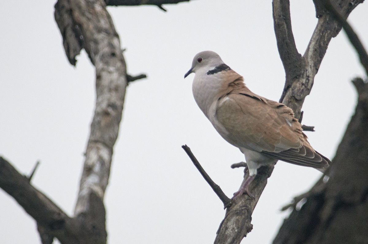 Eurasian Collared-Dove - ML182429911