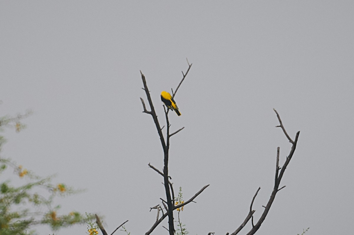 Indian Golden Oriole - ML182430131