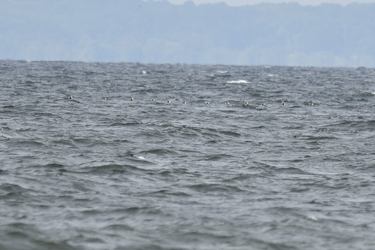 Black-bellied Plover - Daniel Irons