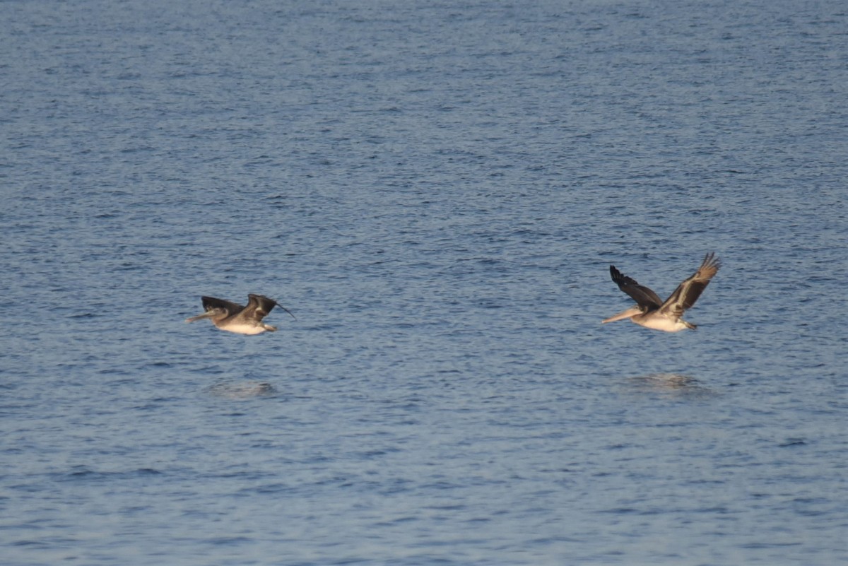 Brown Pelican - ML182430801