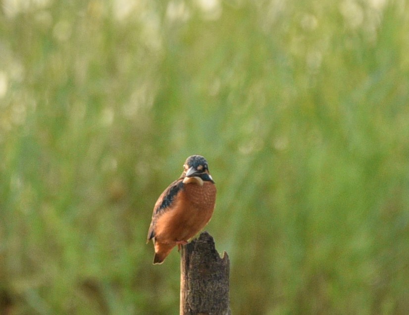 Martin-pêcheur d'Europe - ML182433161