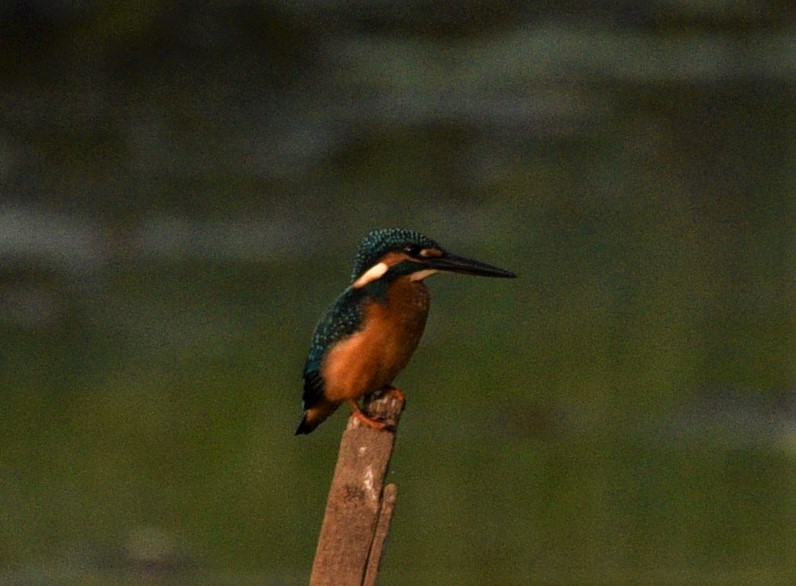 Common Kingfisher - Sajeev Krishnan