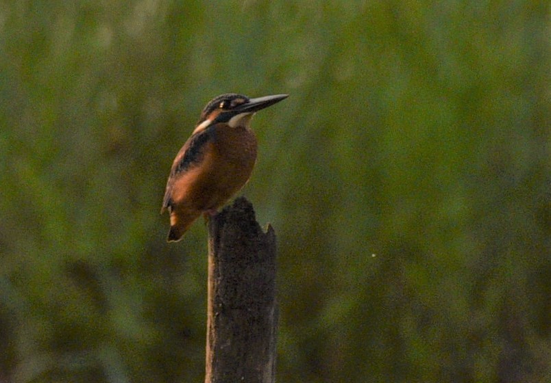 Common Kingfisher - Sajeev Krishnan