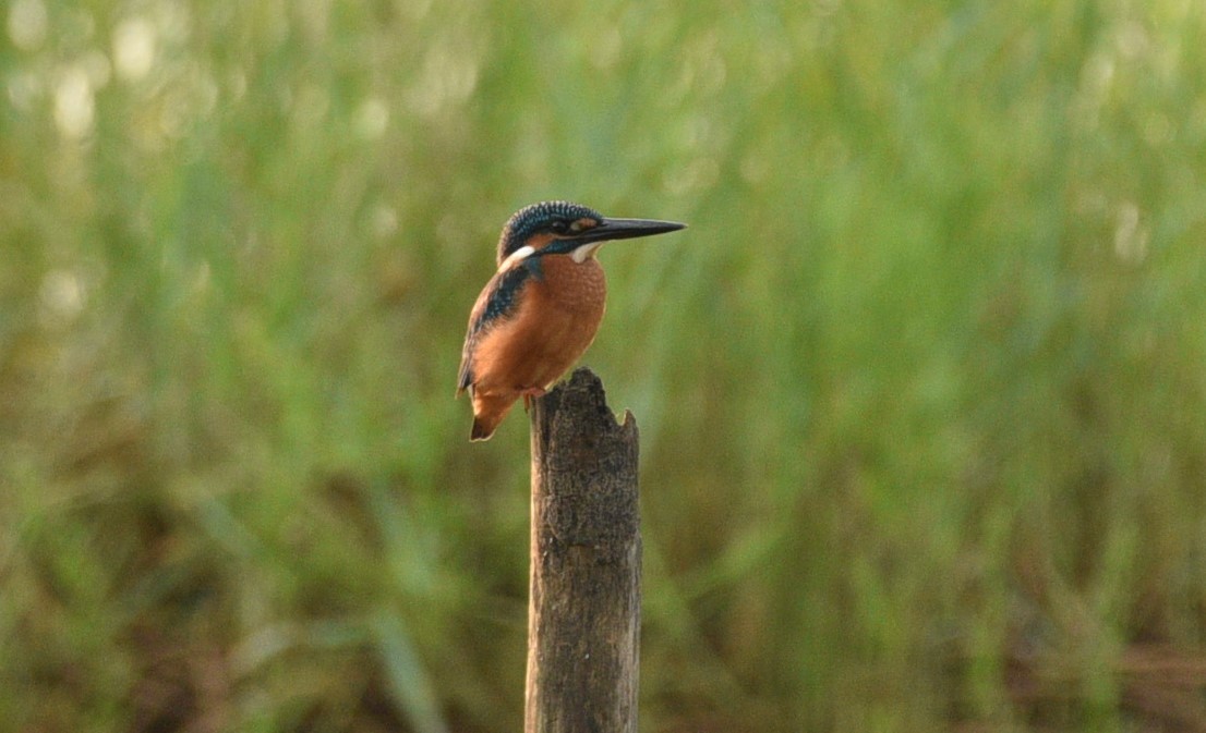 Martin-pêcheur d'Europe - ML182433191