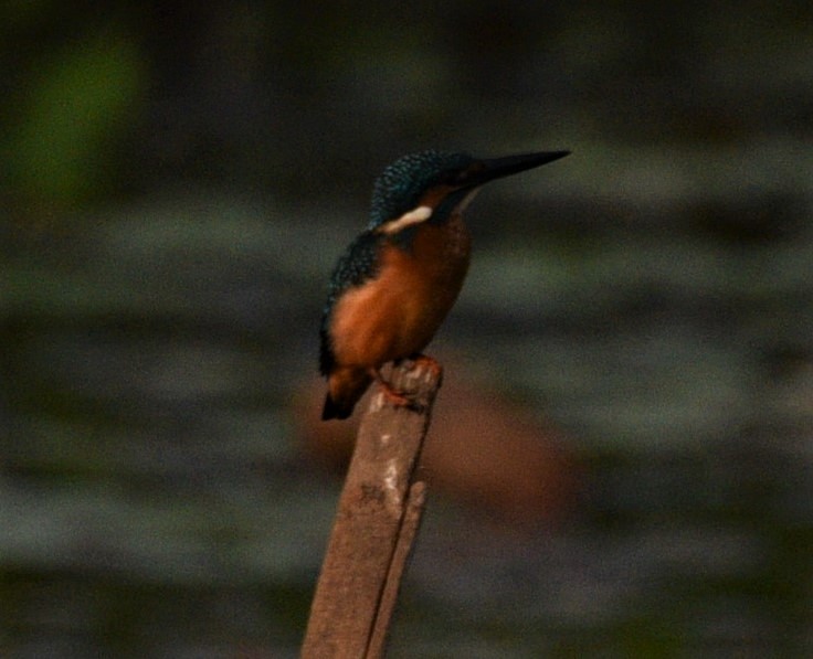 Martin-pêcheur d'Europe - ML182433201