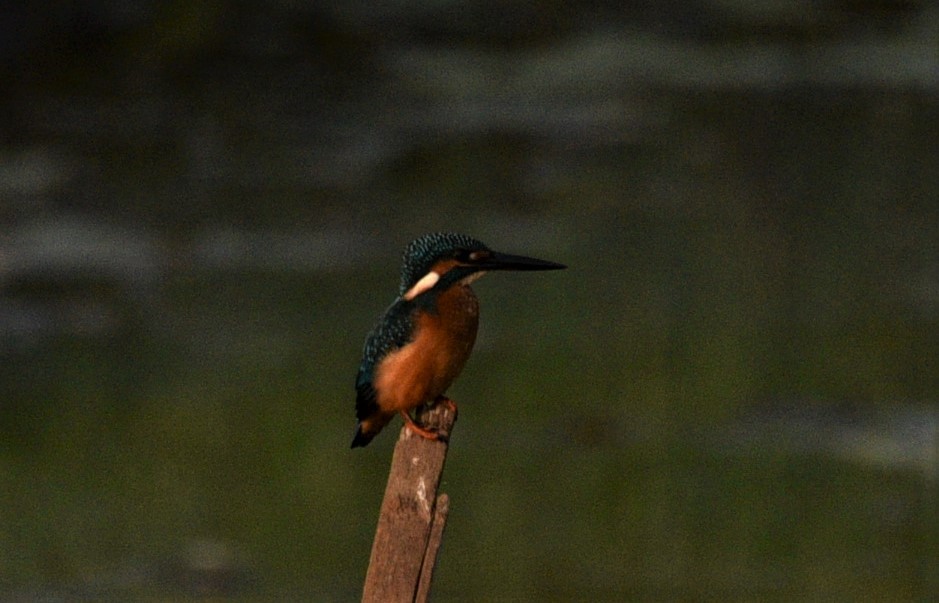 Common Kingfisher - Sajeev Krishnan