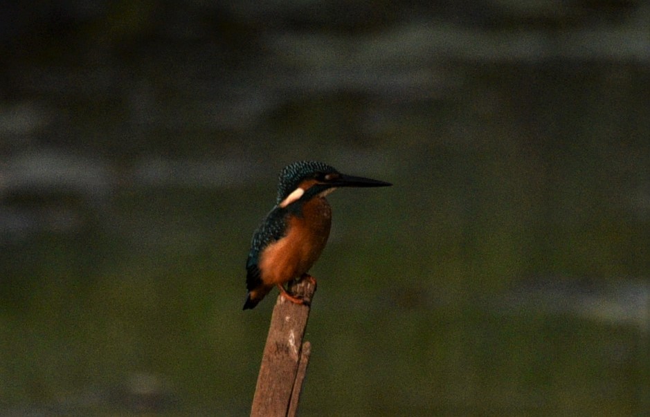 Martin-pêcheur d'Europe - ML182433211