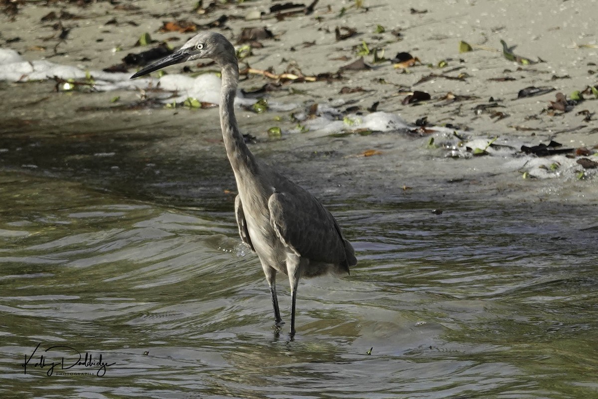 Reddish Egret - ML182433541